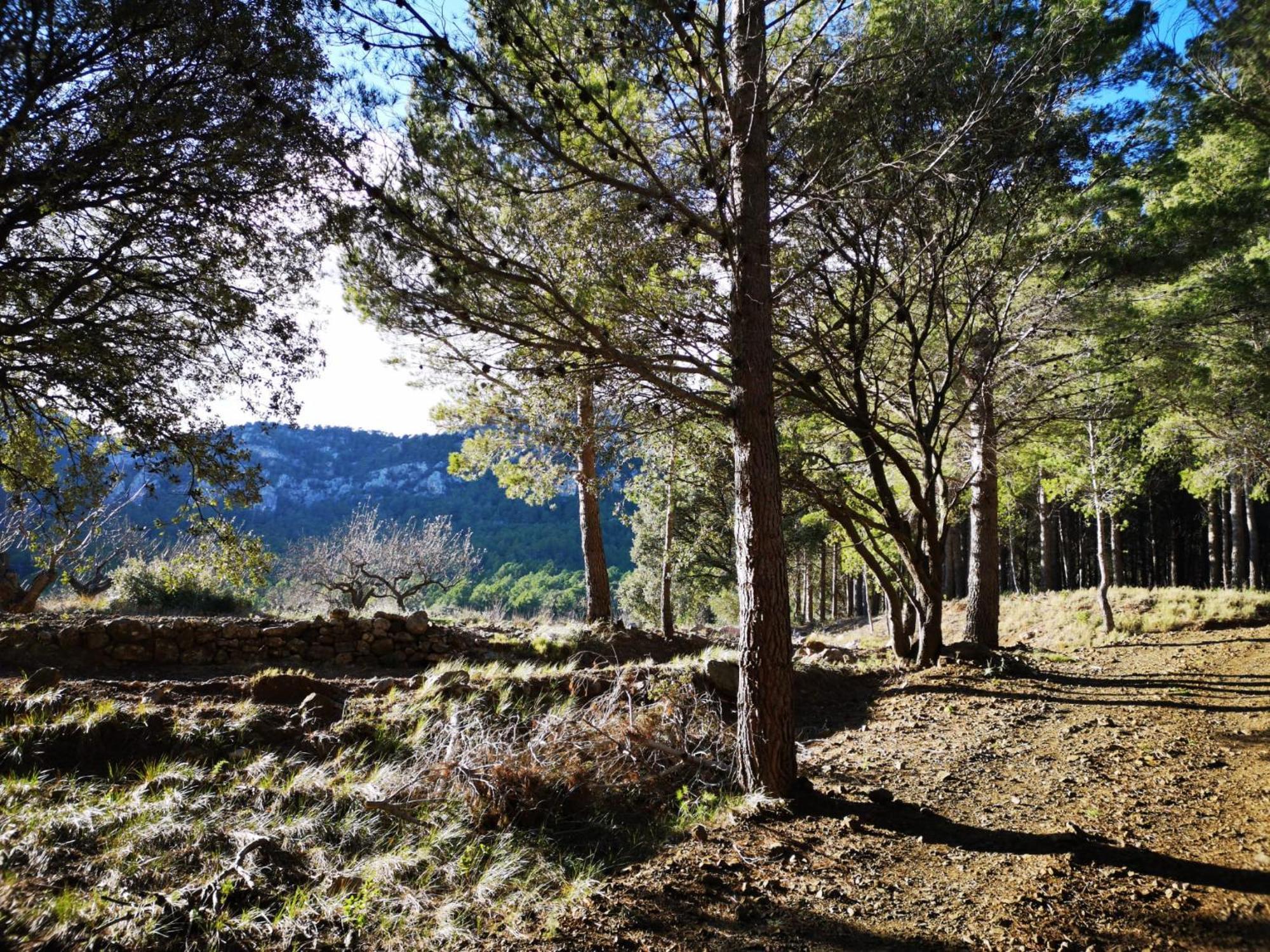 Vila L'Antic Forn De Pauels Exteriér fotografie